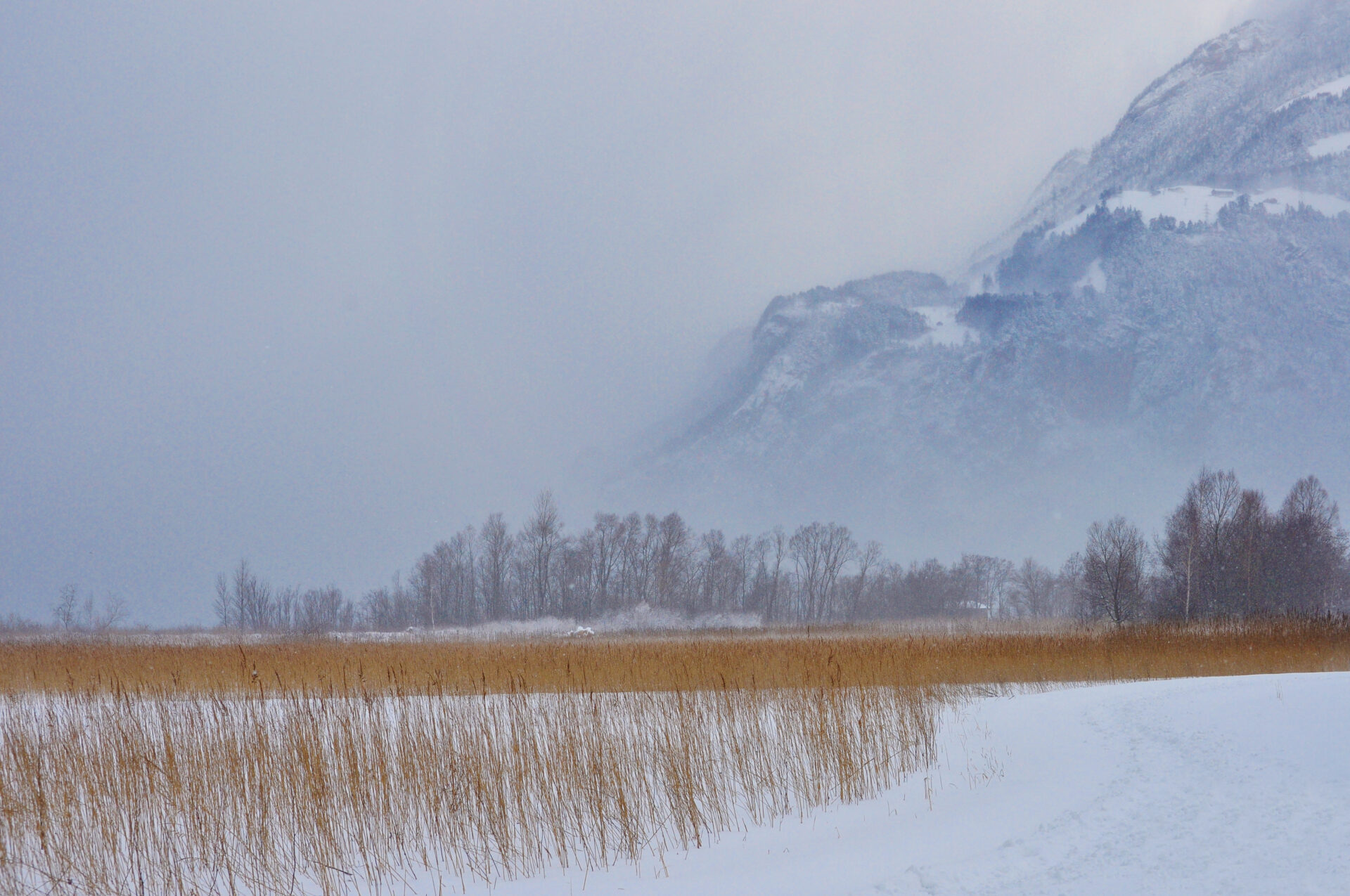 Das Foto zeigt eine winterliche Landschaft mit einem schneebedeckten Feld und hohem, vertrocknetem Schilf im Vordergrund. Dahinter erheben sich kahle Bäume und ein imposanter, teilweise im Nebel und Schnee verhüllter Berghang. Die kühle Farbpalette aus Weiß, Grau und blassem Braun vermittelt eine ruhige, fast mystische Stimmung.