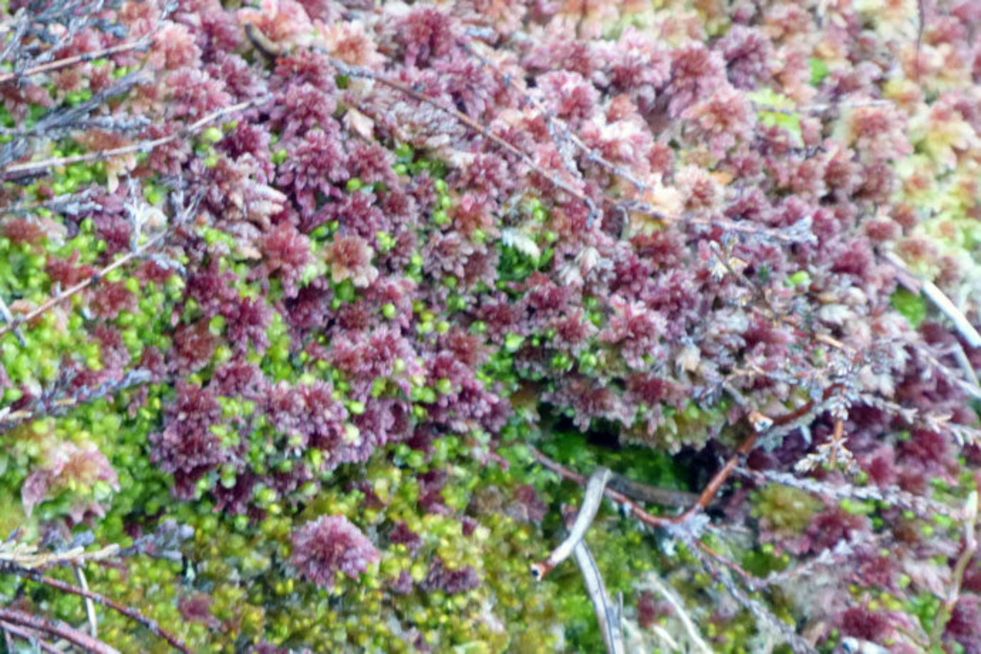 Bergföhren-Hochmoor zwischen Oberiberg und Ibergeregg