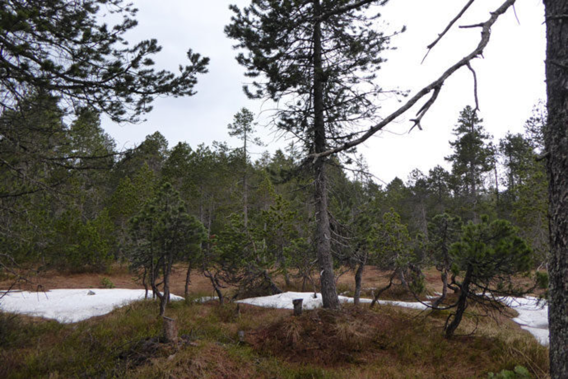 Moorwälder der Ibergeregg