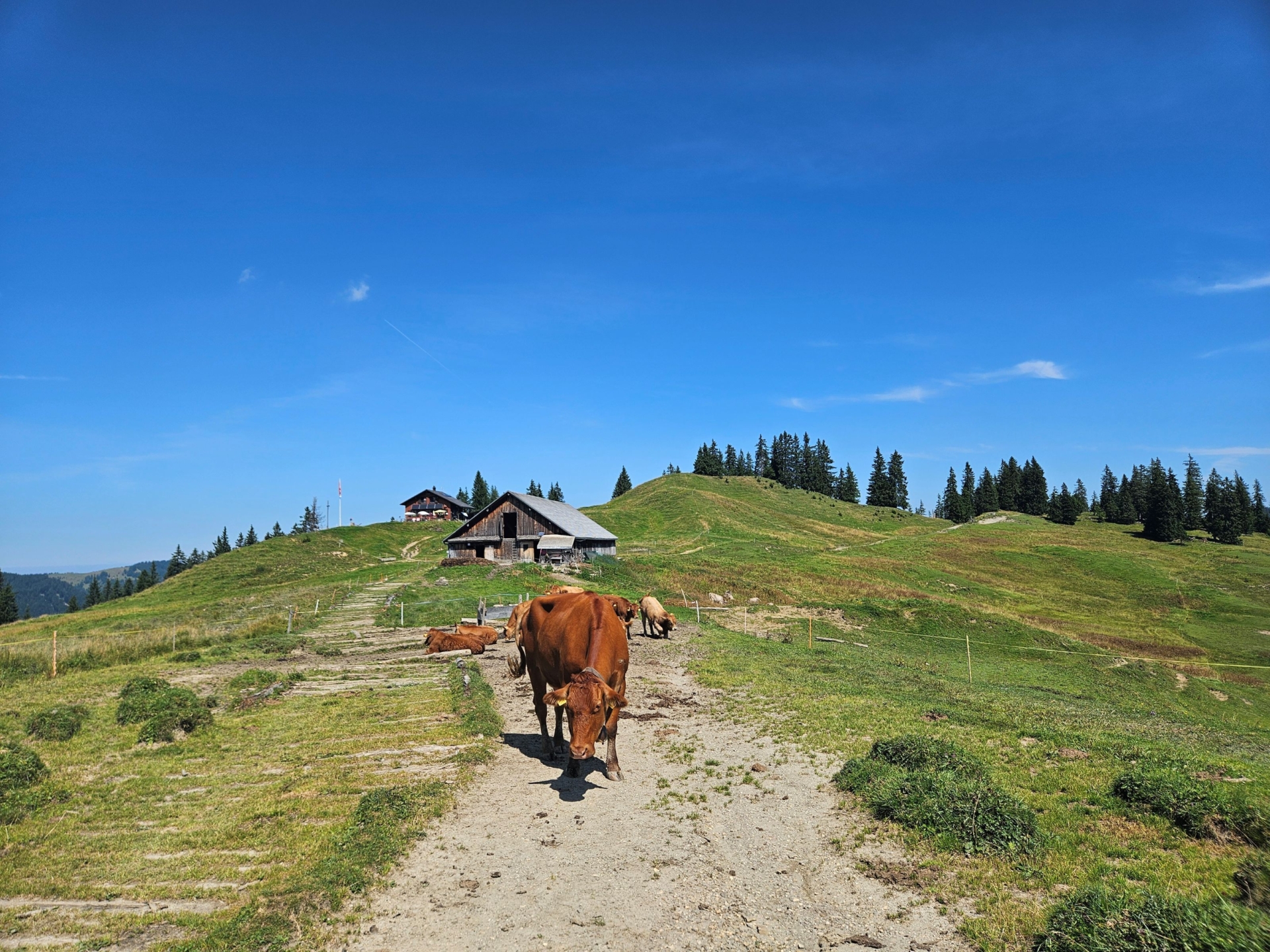 Eine Herde Kühe stehen auf der sommerlichen Wiese der Alp Furggelen. Im Hintergrund ist ein traditioneller Stall aus Holz