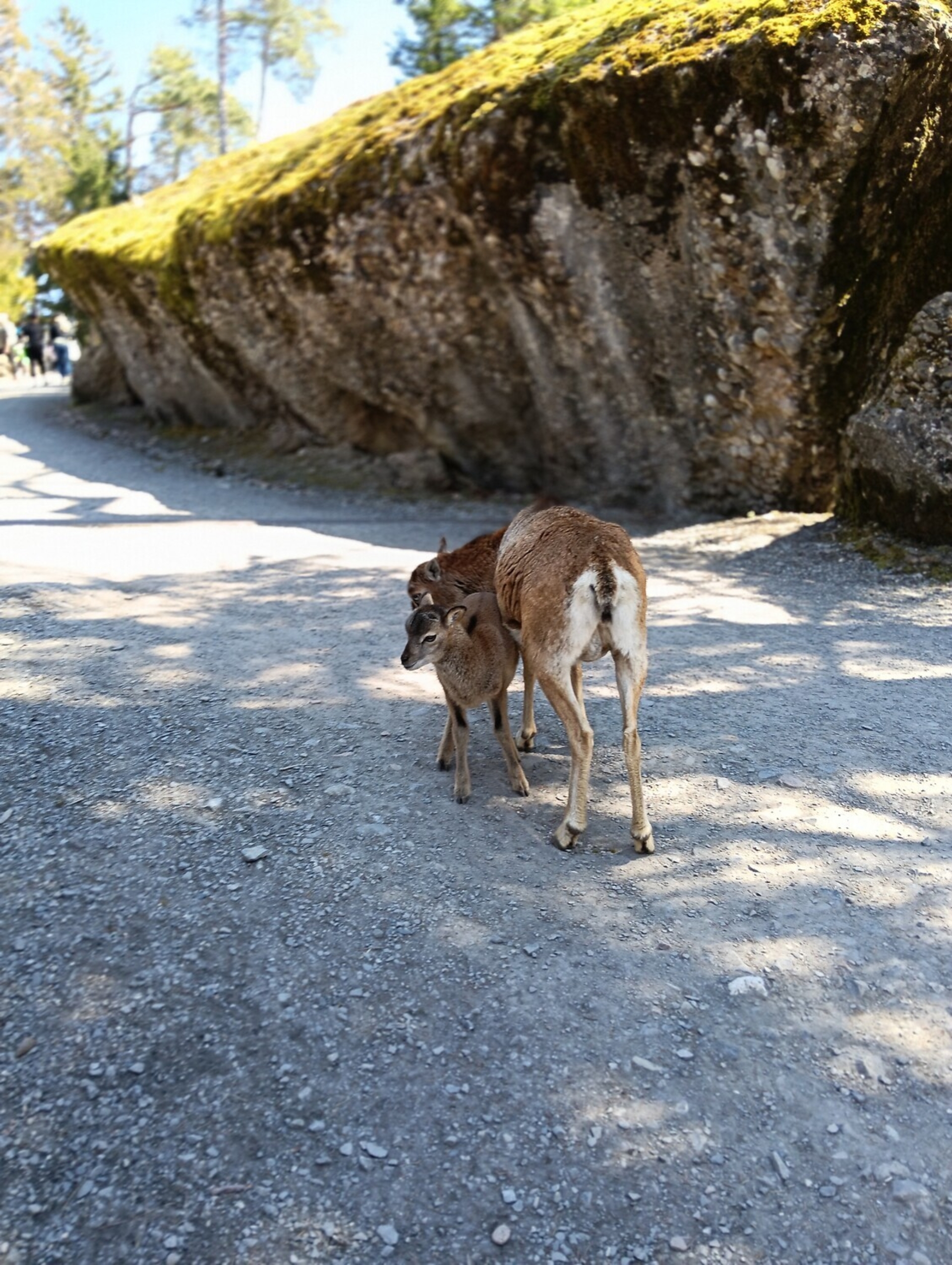 Eine Sikahirschmutter mit ihrem Jungtier im Tierpark Goldau