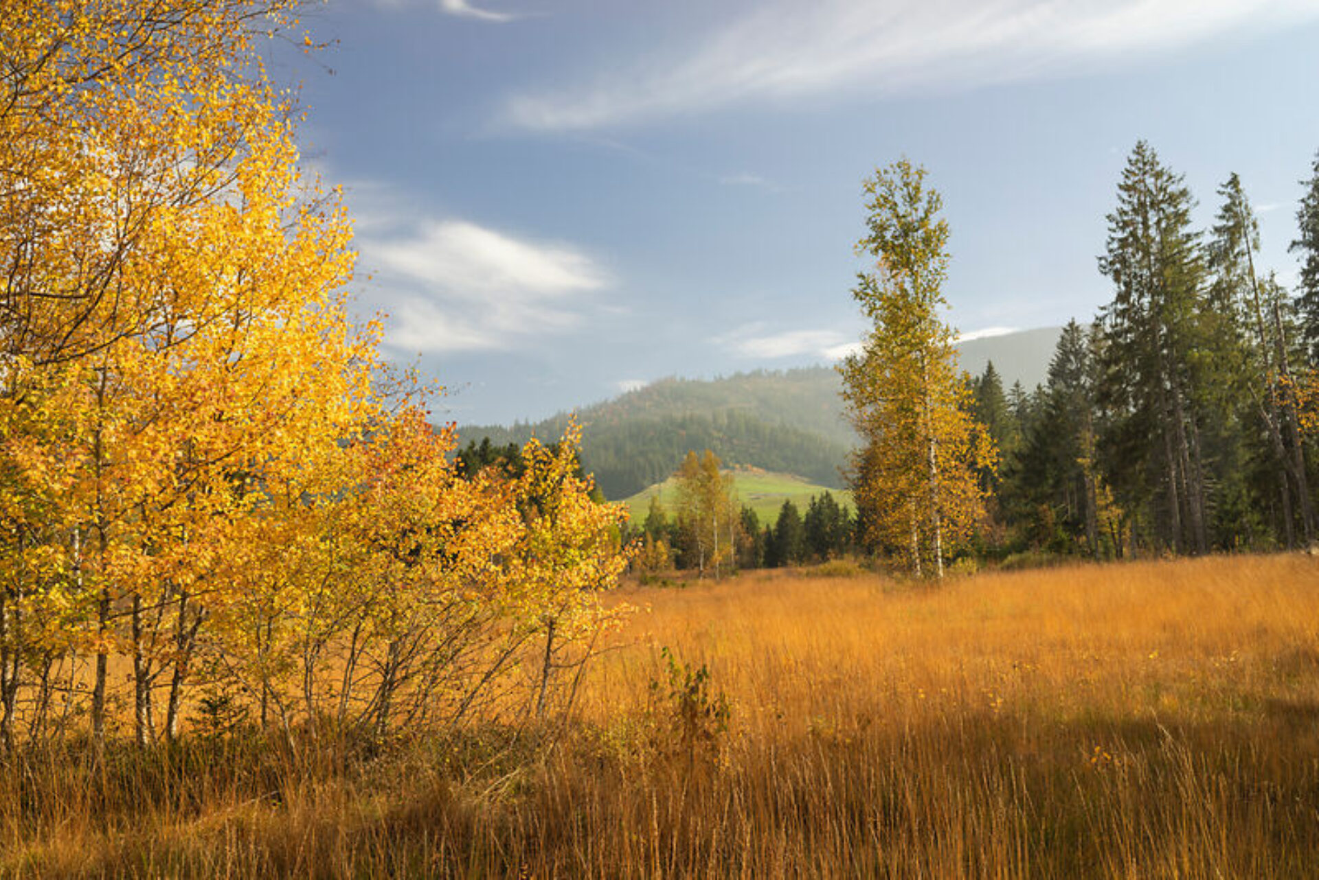 Im Rothenthurmer Moor: Eine herbstliche Landschaft mit goldgelb gefärbten Bäumen, die am Rand einer weiten Wiese stehen, während im Hintergrund sanfte Hügel und dichte Wälder im Morgenlicht erstrahlen. Der Himmel ist leicht bewölkt und verleiht der Szenerie eine ruhige und friedliche Stimmung.