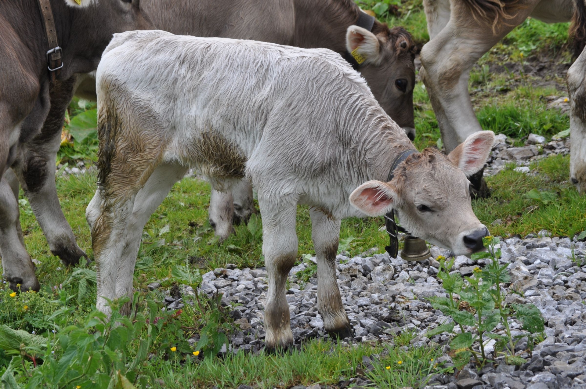 kleines Kalb mit hellem Fell auf Wiese.