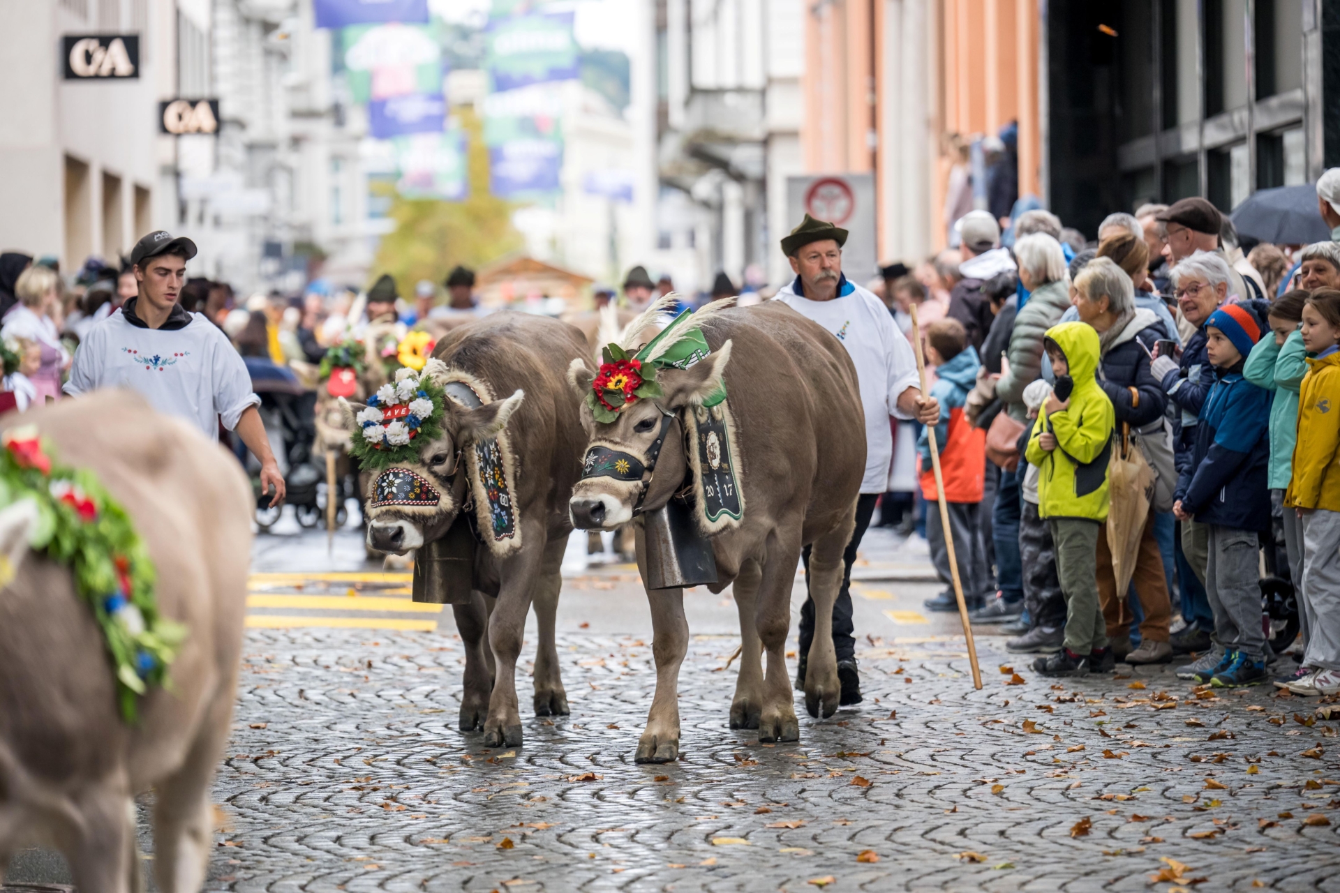 Schwyzer Kühe schön geschmückt unterwegs am Festumzug der OLMA 2026 in St. Gallen.