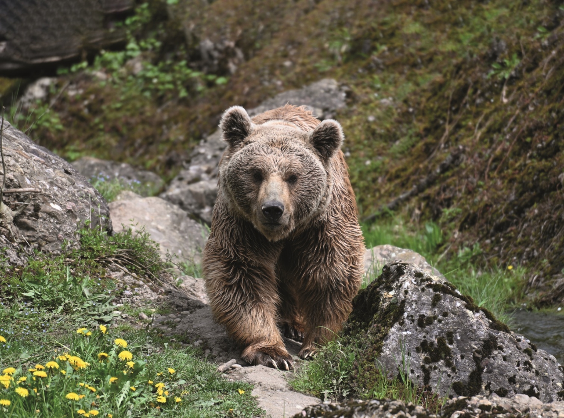 Der grosse Braunbär läuft im Natur- und Tierpark Goldau in Richtung der Kamera.