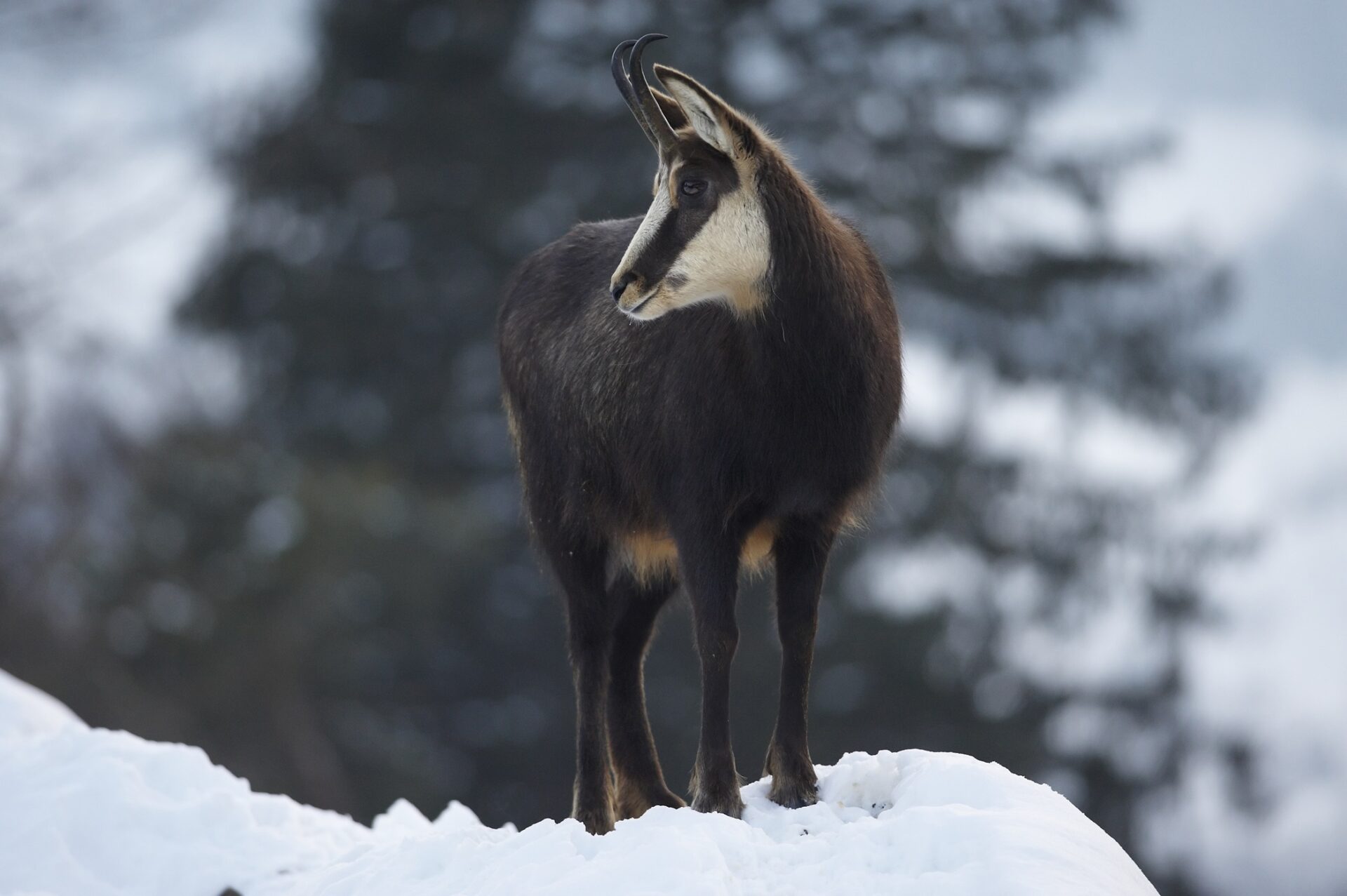 Eine Gaemse steht auf einem Schneehügel mit Blick zur Seite.