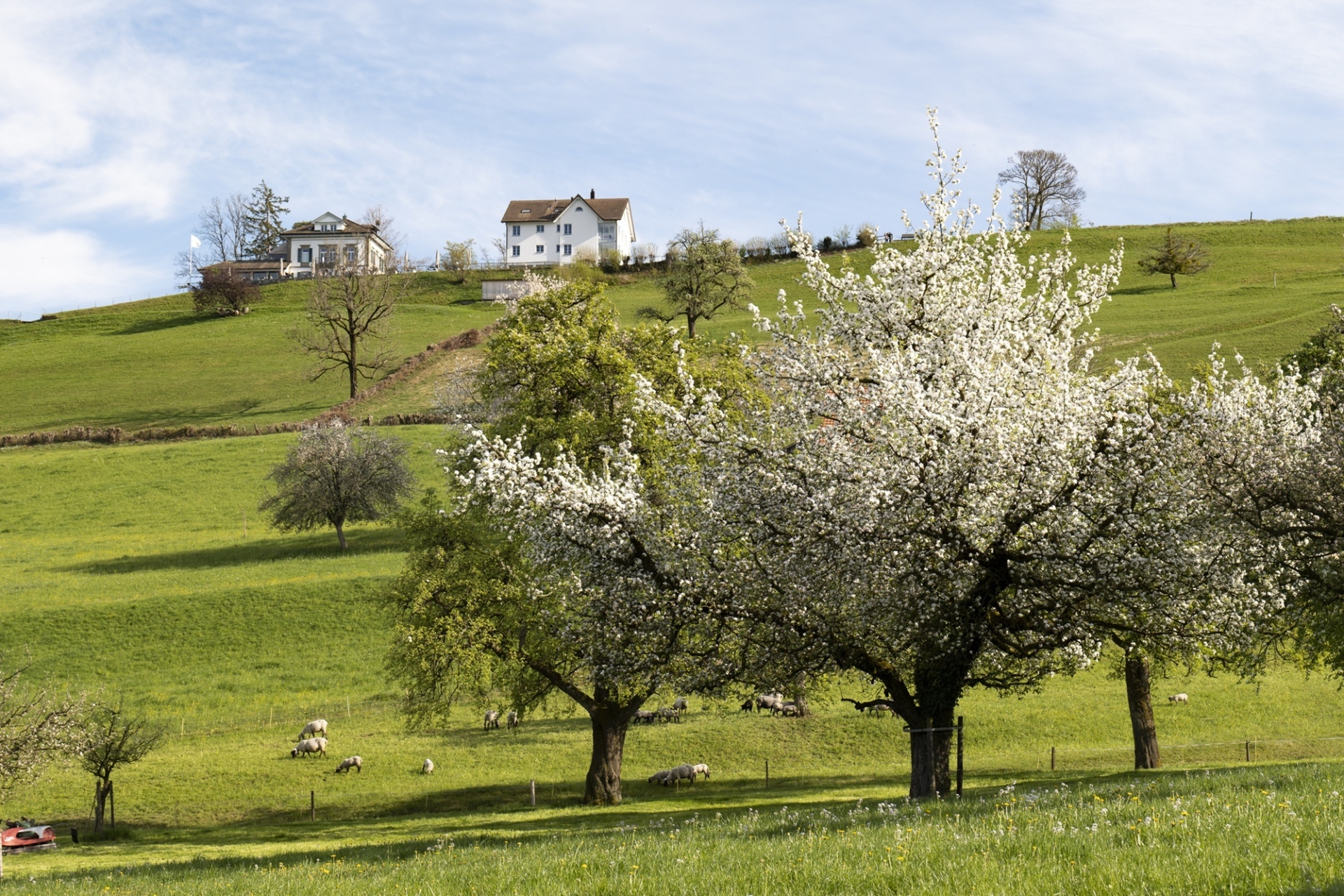 Wiese mit Obstbäumen welche blühen. Oben auf dem Hügel zwei weisse Gebäude.