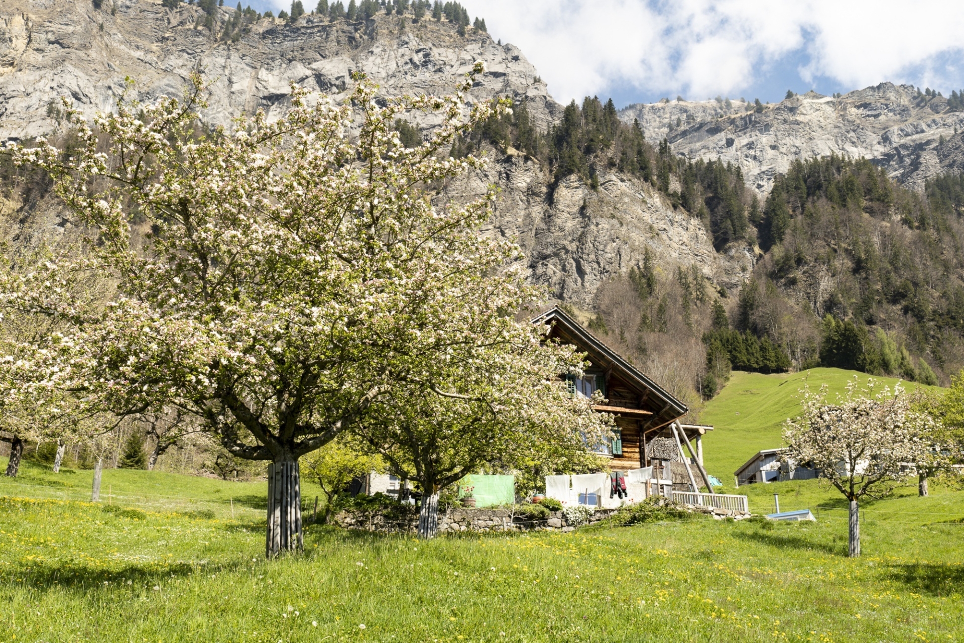 Obstbaum am blühen im Hintergrund ein Bauernhaus mit grünen Fensterläden.