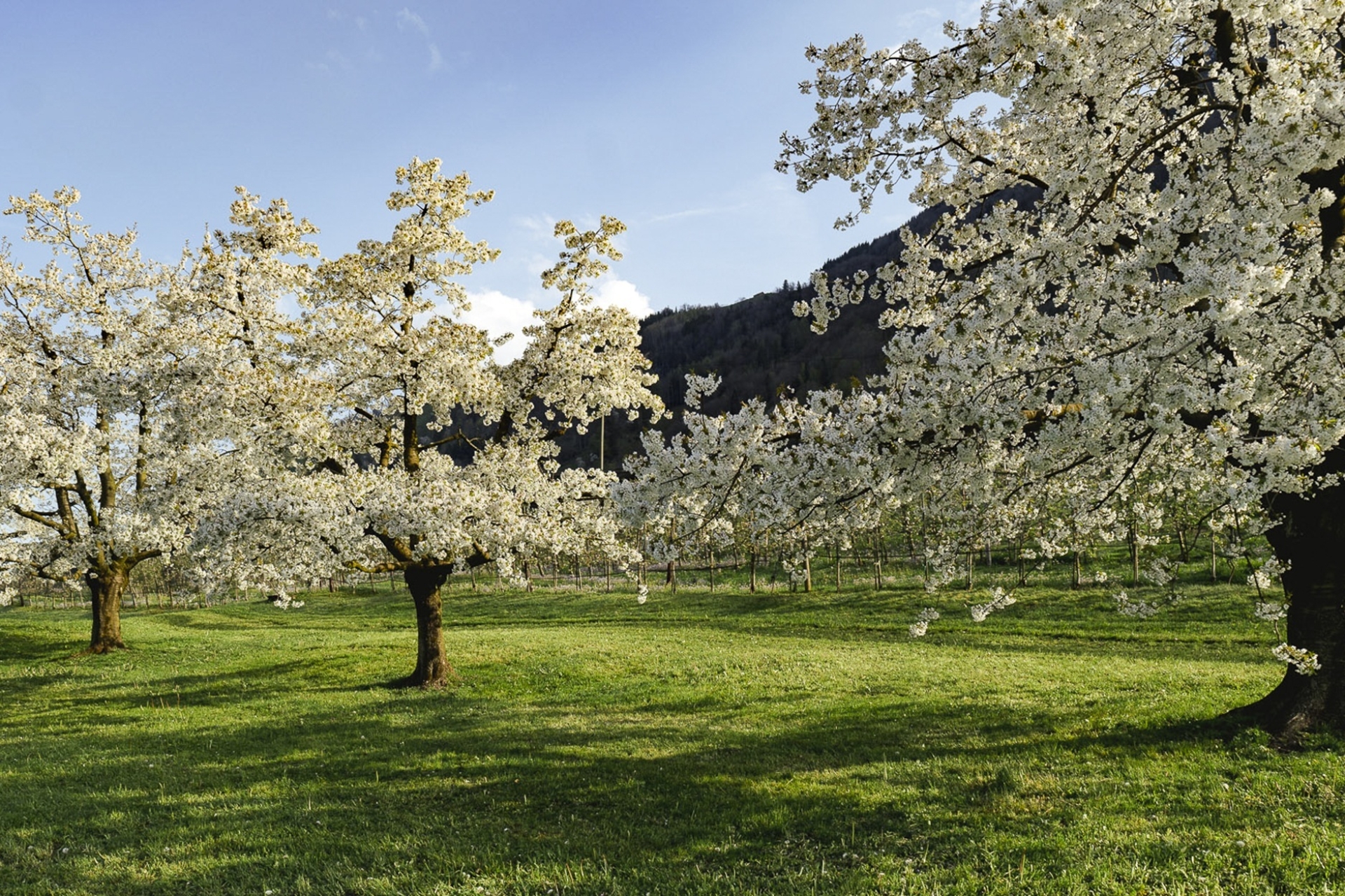 Wiese mit blühenden Obstbäumen.