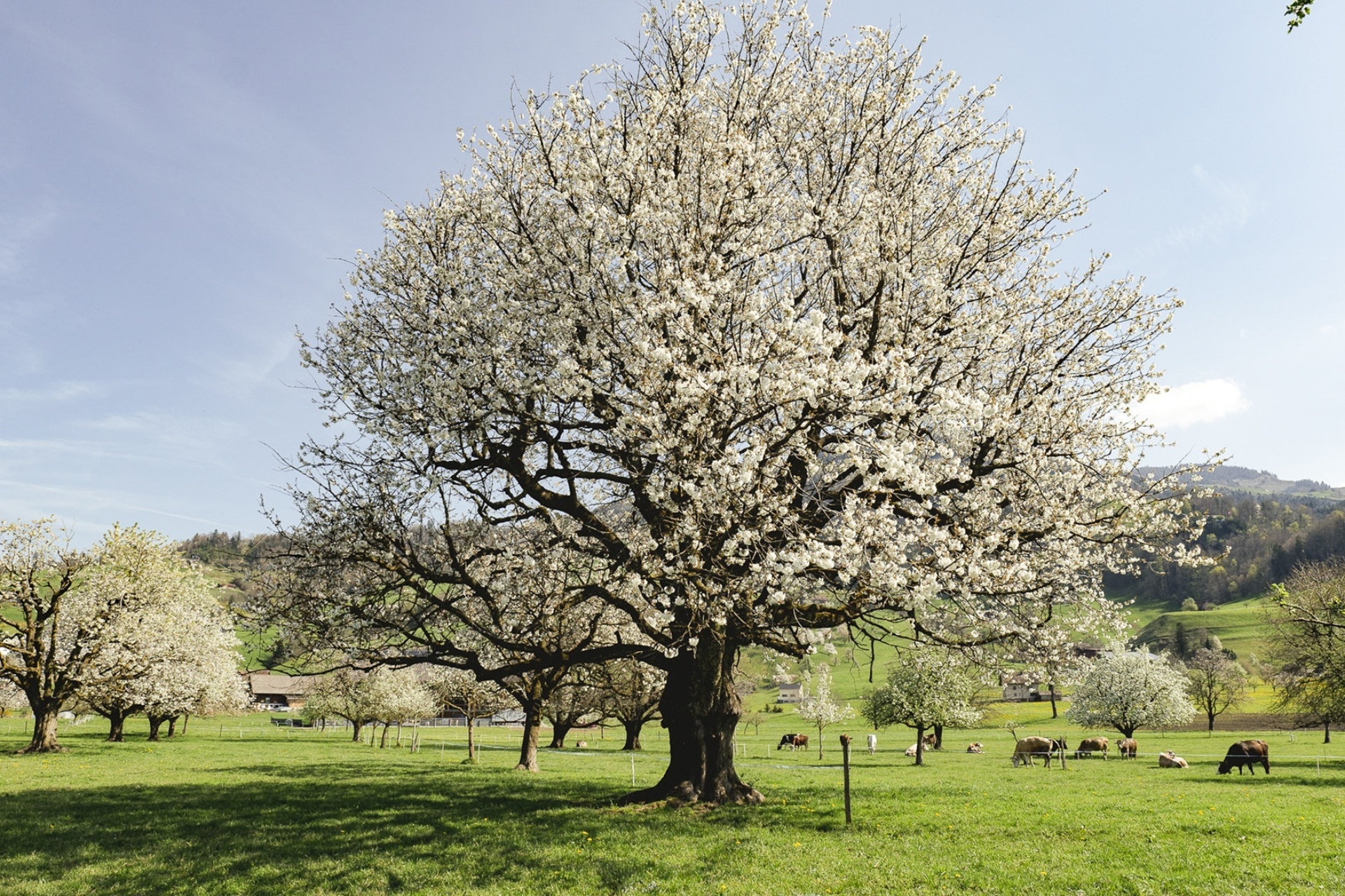 Wiese mit grasenden Kühen und Obstbäume in der Bluescht.
