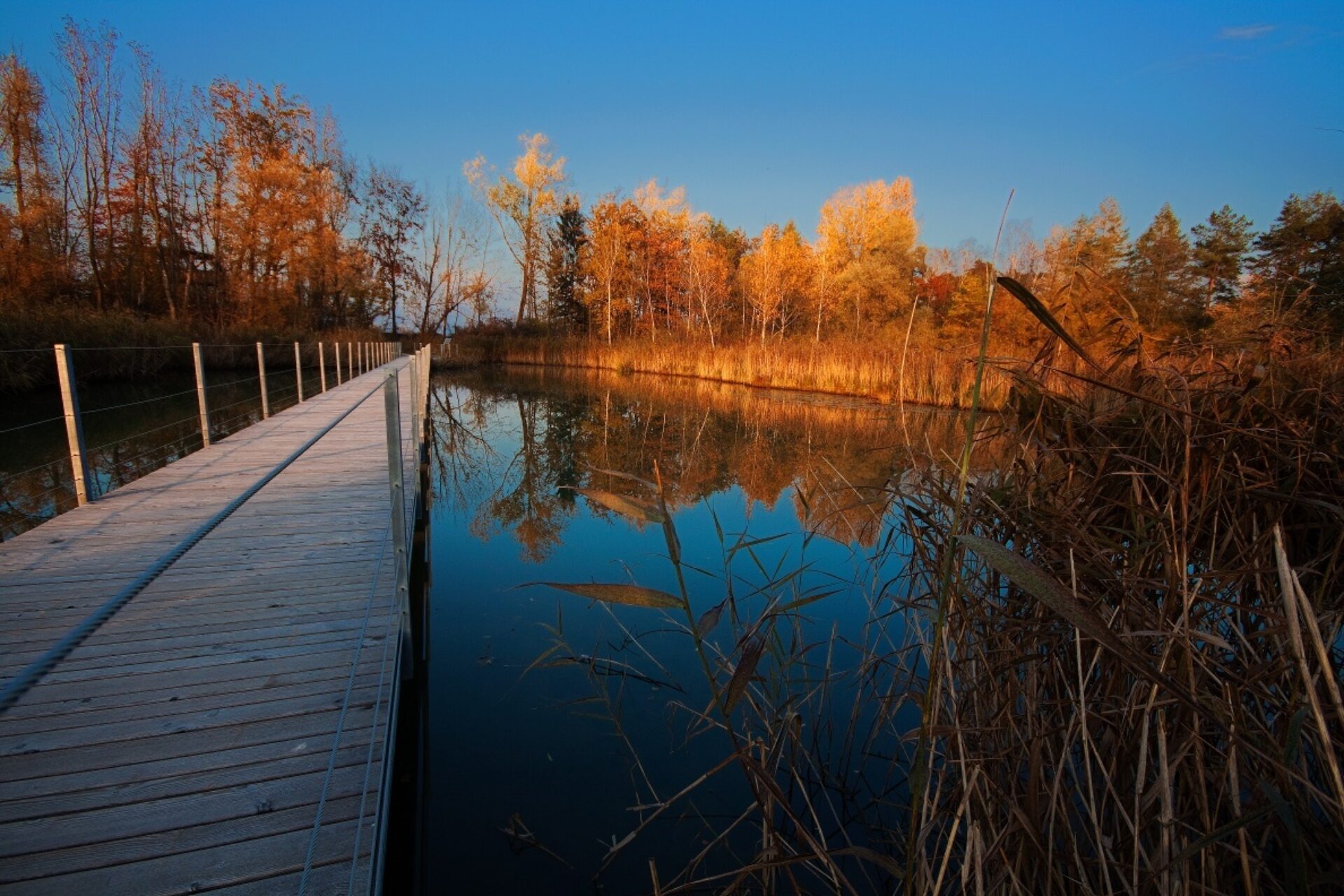 Holzsteg über das Wasser. Auf der gegenüberliegenden Seite Bäume in herrlichen Herbstfarben.