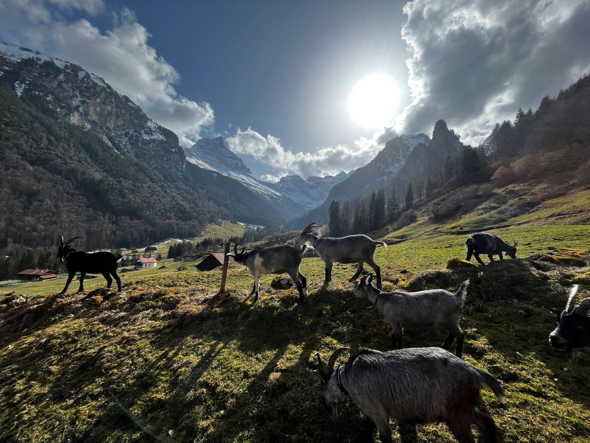 Das Bild zeigt eine Gruppe von Ziegen, die auf einer grünen Bergwiese grasen, im Hintergrund erheben sich majestätische, schneebedeckte Berge unter einem strahlenden Himmel mit Wolken. Die Sonne steht tief und wirft lange Schatten, was die friedliche Alpatmosphäre verstärkt.