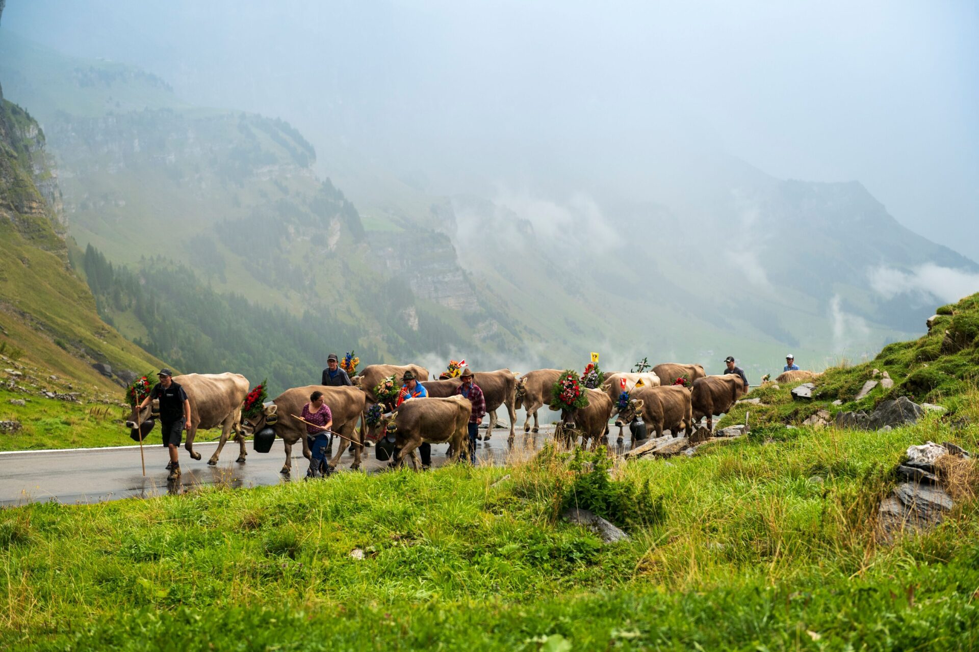 Eine Herde Kühe wird von mehreren Personen über eine Bergstraße geführt, während Nebel die umliegenden Berglandschaften verhüllt. Die Szene wirkt friedlich und naturverbunden.