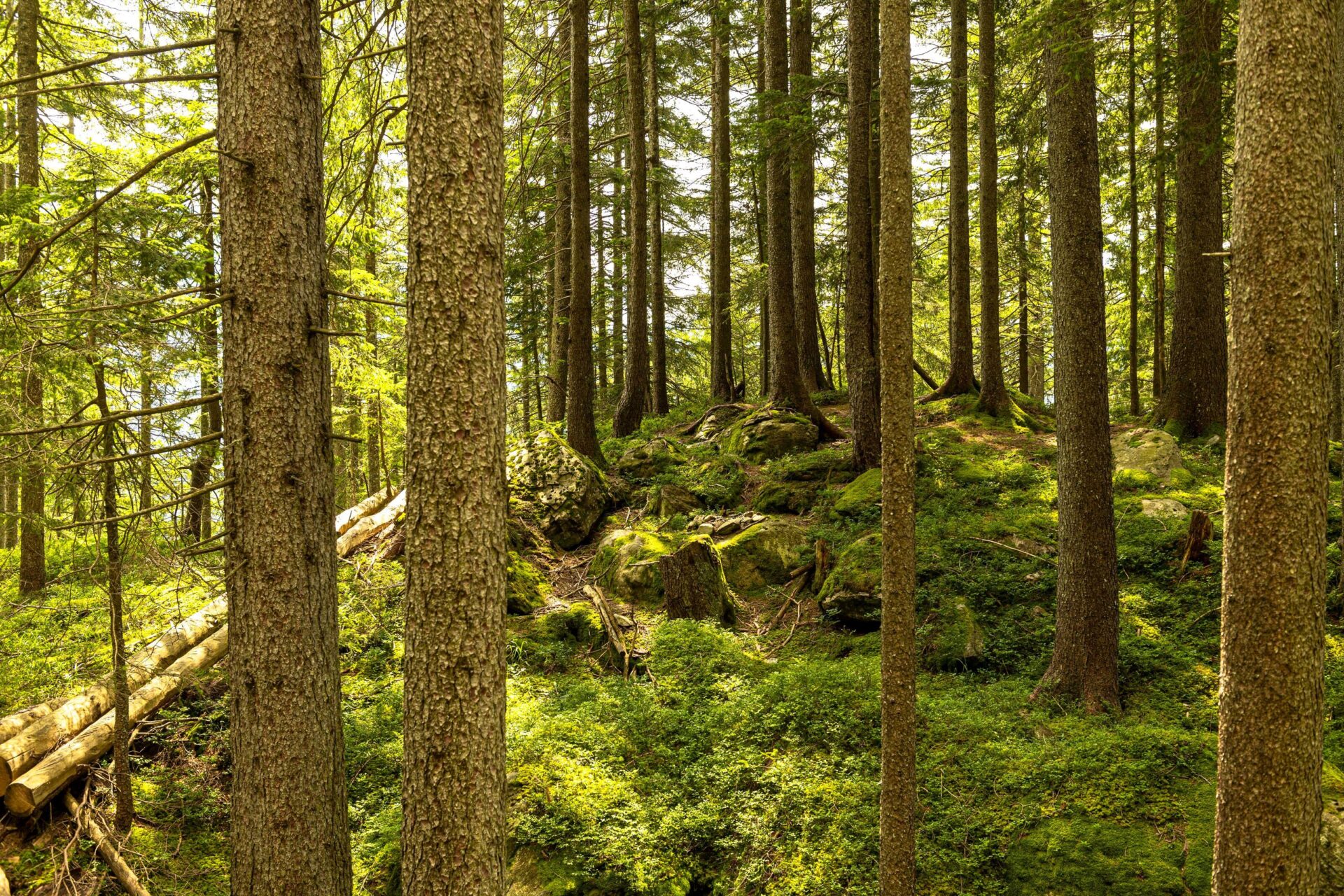 Ein dichter, sonnendurchfluteter Wald mit hohen Nadelbäumen, moosbedeckten Felsen und grünem Unterholz, das eine friedliche und naturverbundene Atmosphäre schafft. Die Sonnenstrahlen brechen durch die Äste und tauchen den Waldboden in ein lebendiges Lichtspiel.