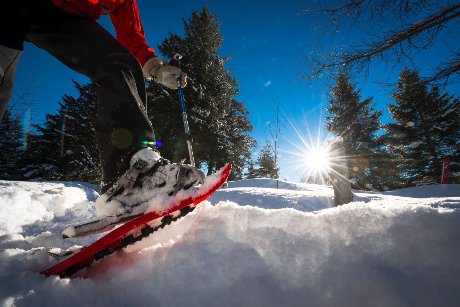 Ein Wanderer mit roten Schneeschuhen stapft durch frischen, glitzernden Schnee, während die Sonne durch die Bäume scheint und die winterliche Landschaft in warmes Licht taucht. Die Szene vermittelt das Gefühl von Abenteuer und Naturverbundenheit an einem klaren Wintertag.