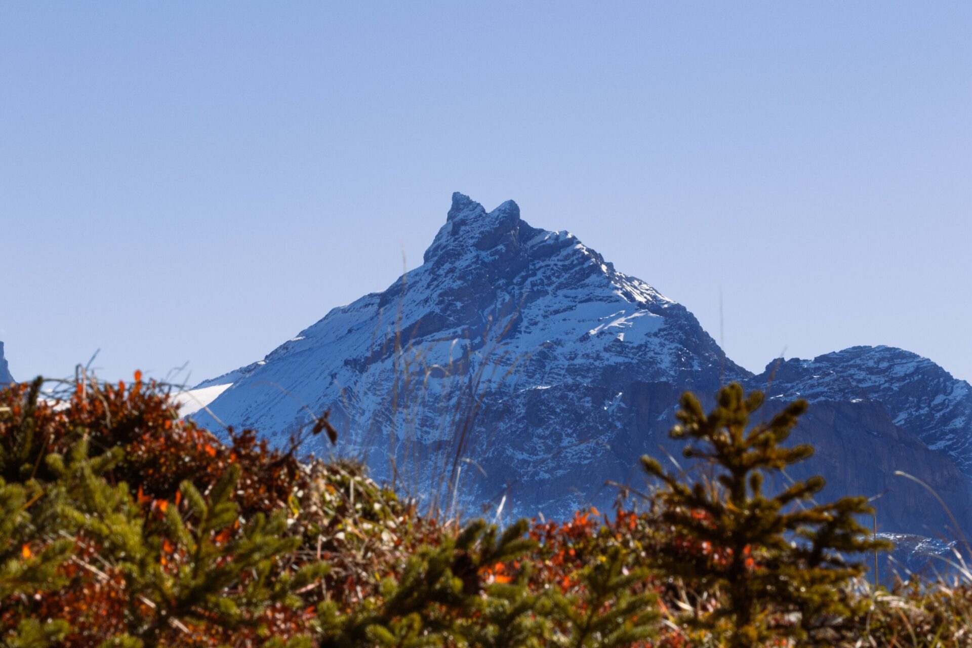 Ein schneebedeckter, gezackter Berggipfel erhebt sich eindrucksvoll vor strahlend blauem Himmel, während im Vordergrund herbstlich gefärbte Alpenvegetation und kleine Nadelbüsche die Szene lebendig rahmen. Das klare Licht unterstreicht die majestätische Präsenz des Gebirges und erzeugt eine friedliche, fast ehrfürchtige Stimmung.