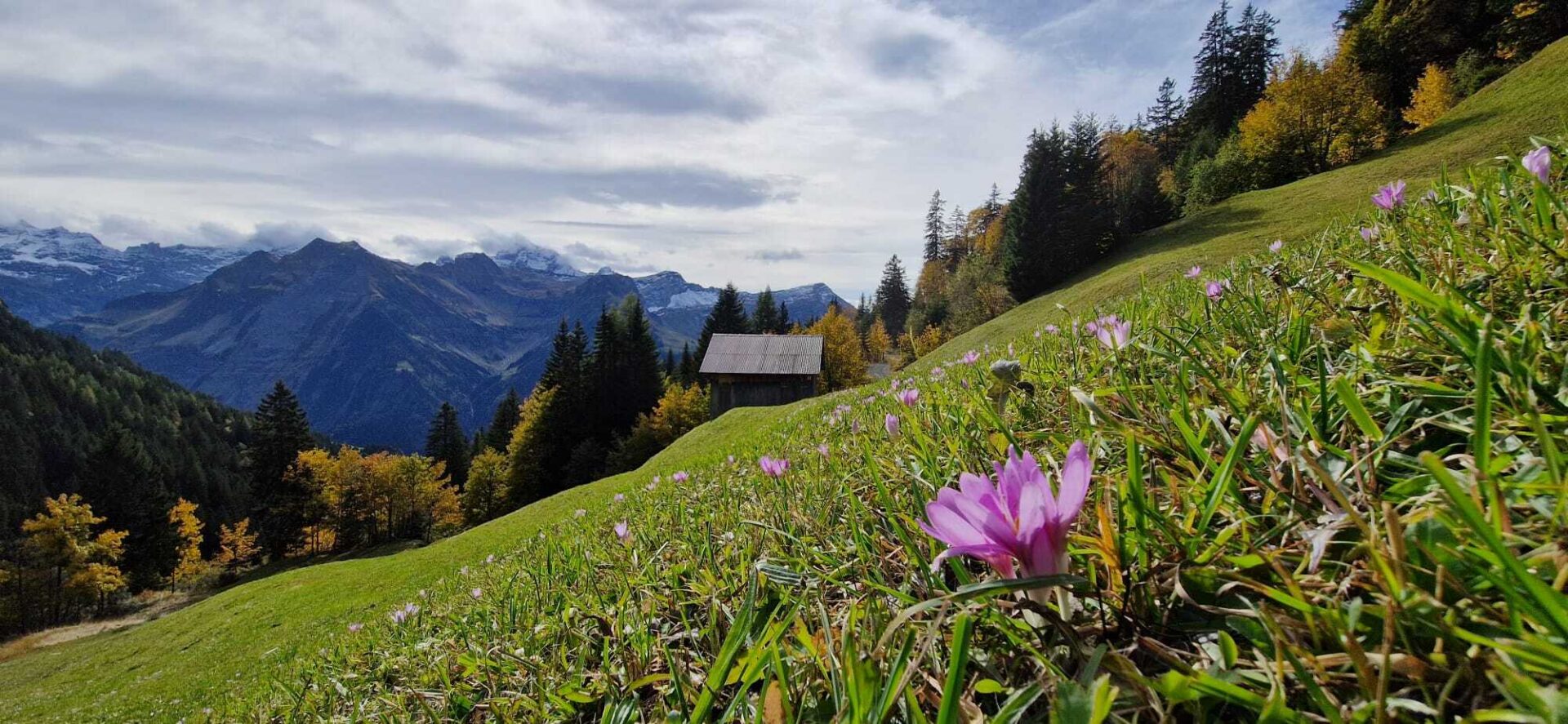 Ein blühender Alp-Hang mit zarten, violetten Krokussen im Vordergrund erstreckt sich vor einem malerischen Panorama aus herbstlich gefärbtem Wald, einer kleinen Holzhütte und schneebedeckten Alpen im Hintergrund. Die Szene wirkt friedlich und lebendig zugleich, mit einem Wechselspiel aus sattem Grün, warmen Herbsttönen und dramatischem Berglicht unter leicht bewölktem Himmel.
