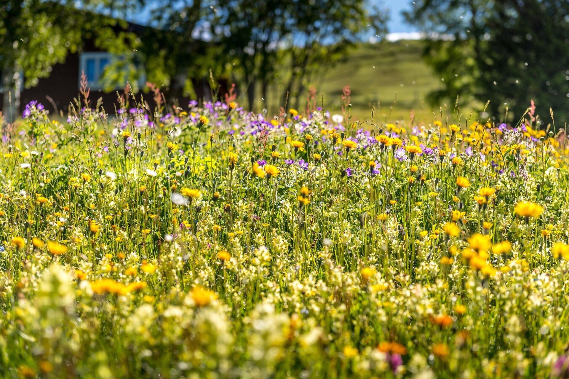 Eine bunte Wiese voller Wildblumen in Gelb, Lila und Weiß blüht unter strahlendem Sonnenschein, während im Hintergrund verschwommen ein kleines Gebäude und Bäume sichtbar sind. Die Szene vermittelt sommerliche Lebendigkeit und die Vielfalt der Natur.