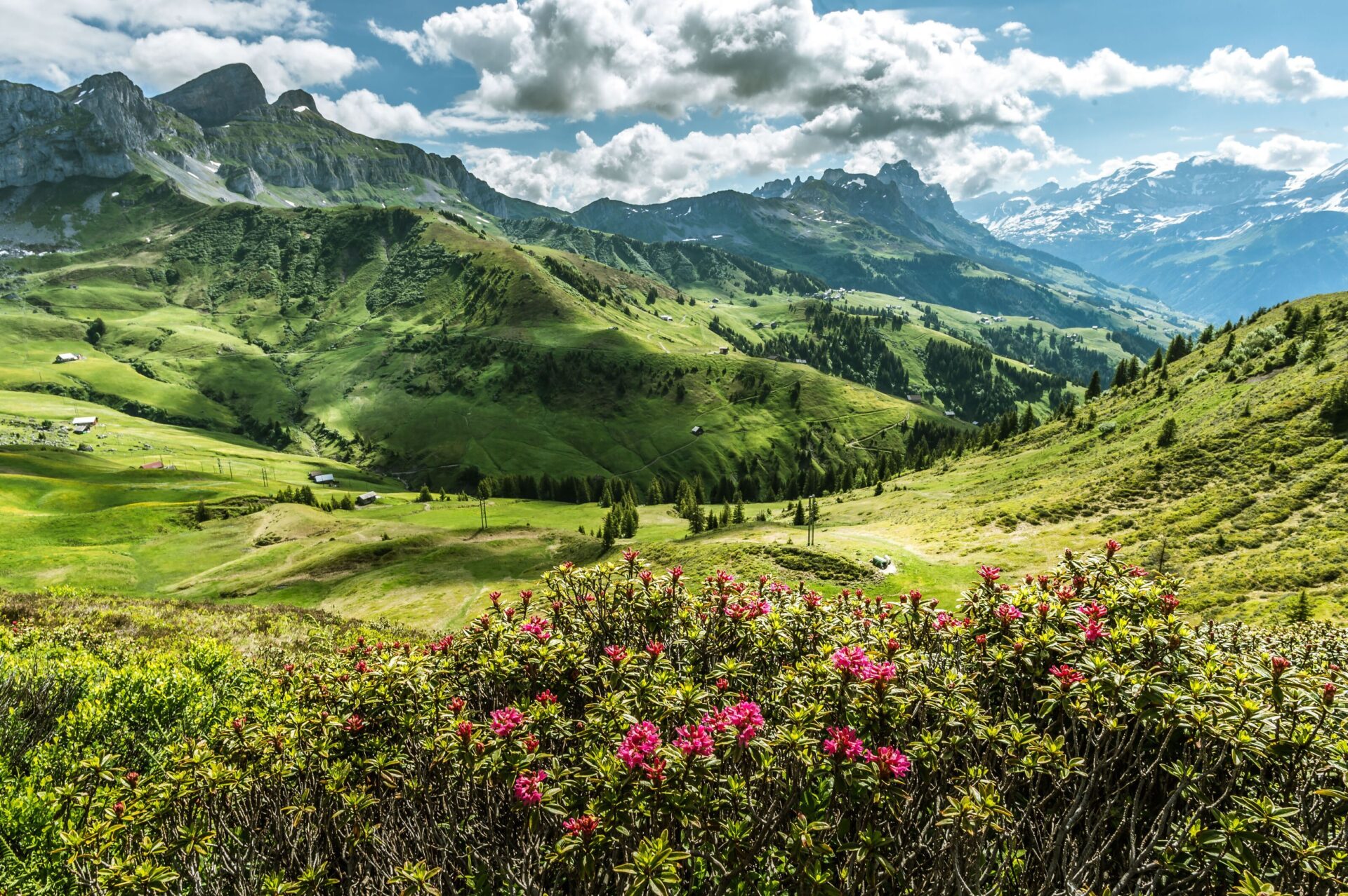 Ein blühender Almrauschstrauch verleiht der grünen Berglandschaft mit sanften Hügeln und schroffen Gipfeln lebendige Farbakzente, während weiße Wolken am Himmel ziehen. Die Szene vermittelt die frische, unberührte Schönheit der Alpen im Sommer.