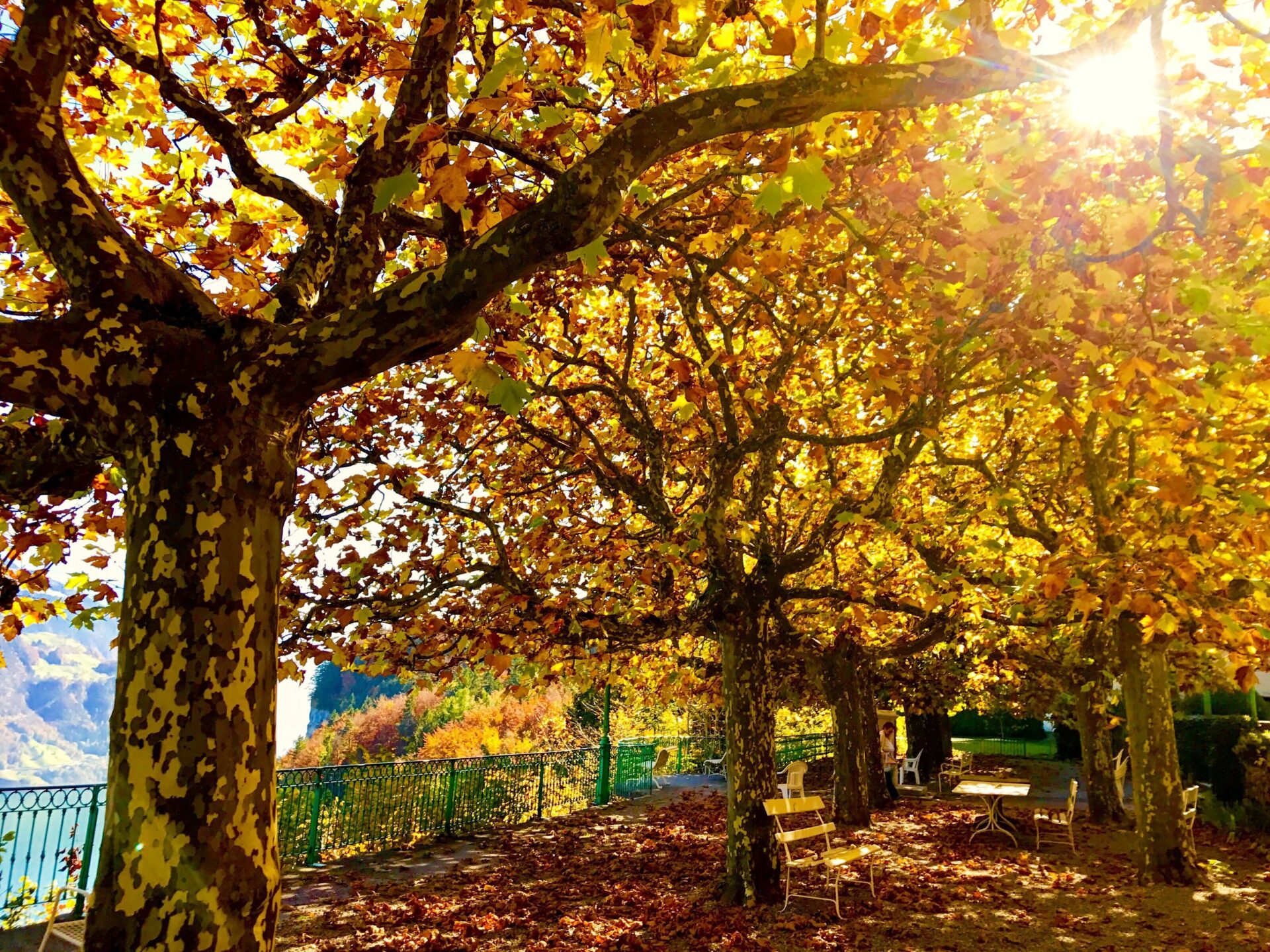 Goldgelbes Herbstlaub bedeckt die Bäume und den Boden entlang einer Allee, durch die warmes Sonnenlicht fällt und eine gemütliche Atmosphäre schafft. Die Szene vermittelt die Ruhe und Schönheit des Herbstes.