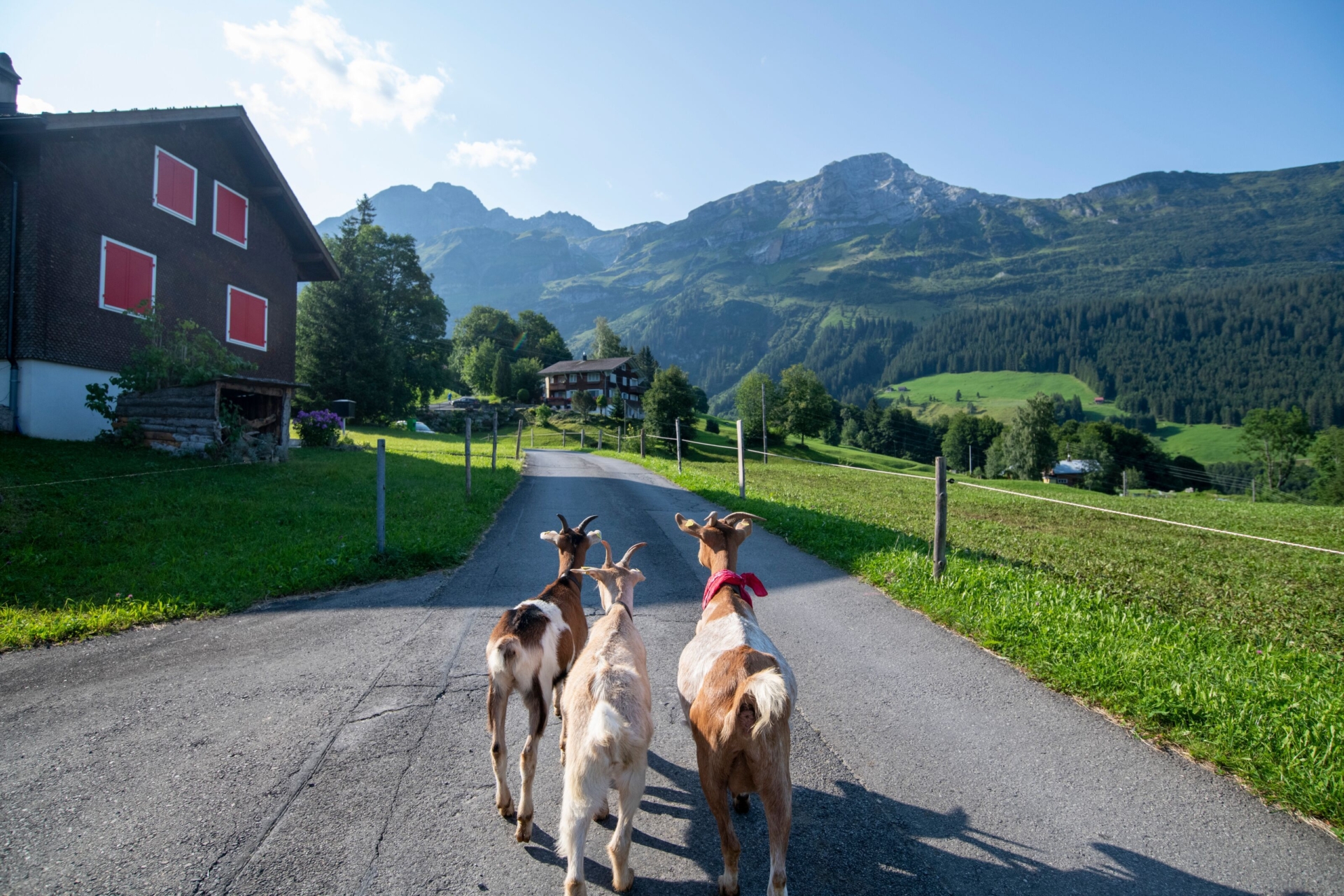 Drei Ziegen laufen auf einer ländlichen Straße in Richtung eines Bauernhofs, umgeben von grünen Wiesen und majestätischen Bergen im Hintergrund. Die Szene strahlt ländliche Idylle und natürliche Freiheit aus.