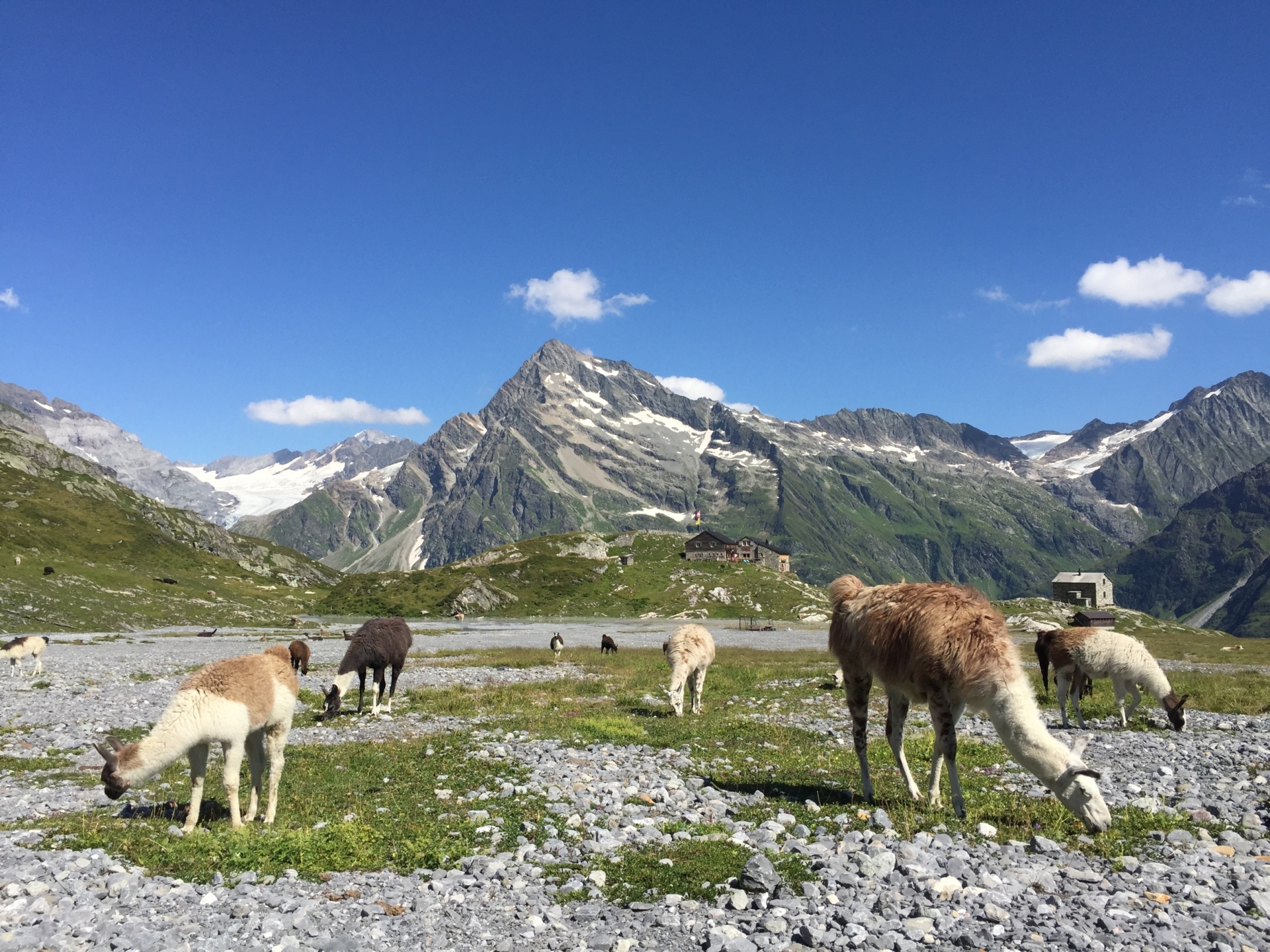 Mehrere Lamas grasen auf einer steinigen Alpfläche im Maderanertal nahe der Windgällenhütte, umgeben von einer weiten Hochgebirgslandschaft mit markanten Gipfeln. Die sonnige Szene wirkt ruhig und ursprünglich und verbindet Tierbegegnung mit alpiner Weite.
