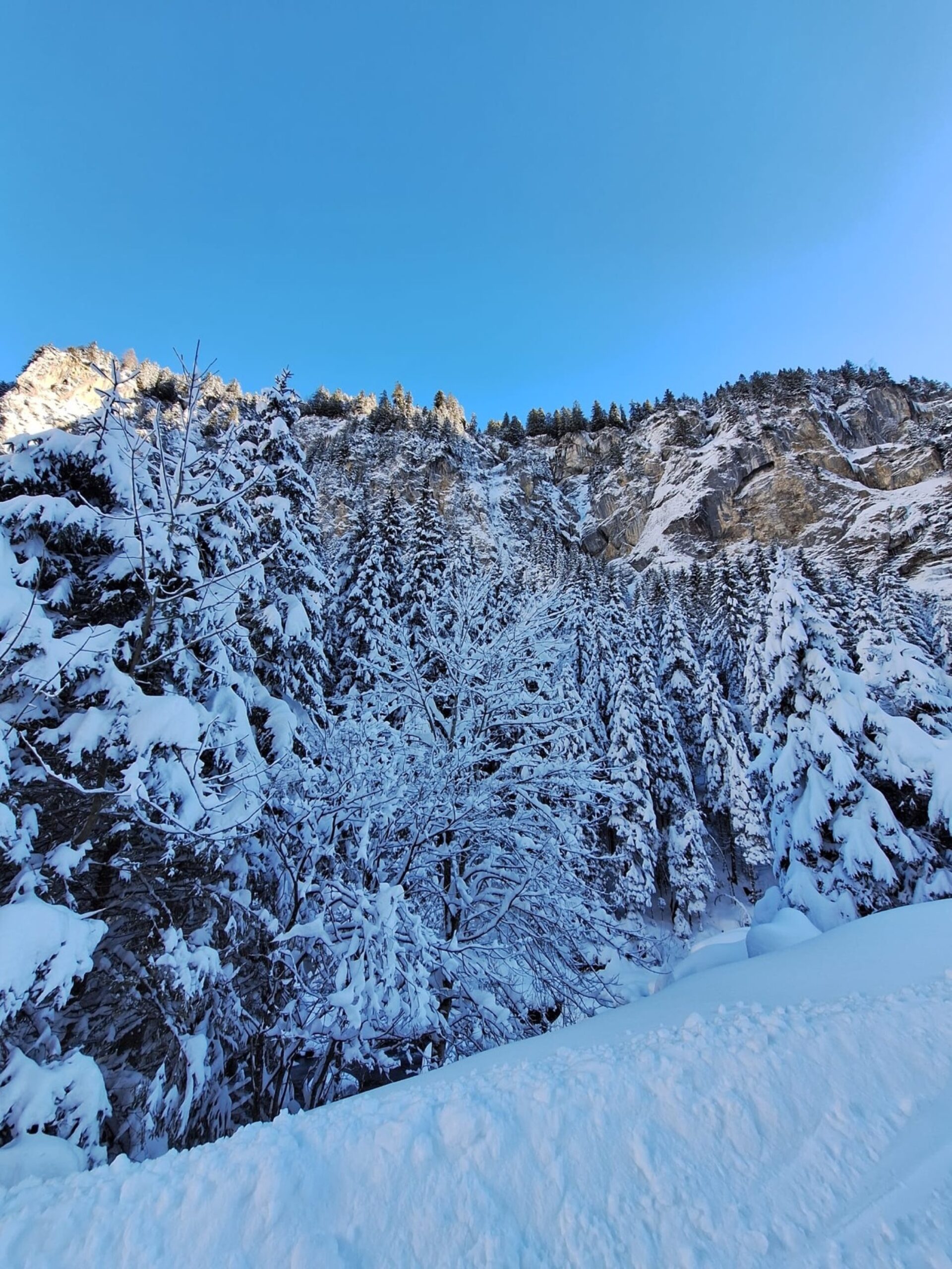 Schneebedeckte Tannen stehen dicht an einem steilen Berghang, während die Wintersonne ihre Spitzen beleuchtet. Der klare blaue Himmel und die unberührte Schneelandschaft verleihen der Szene eine friedliche und majestätische Atmosphäre.