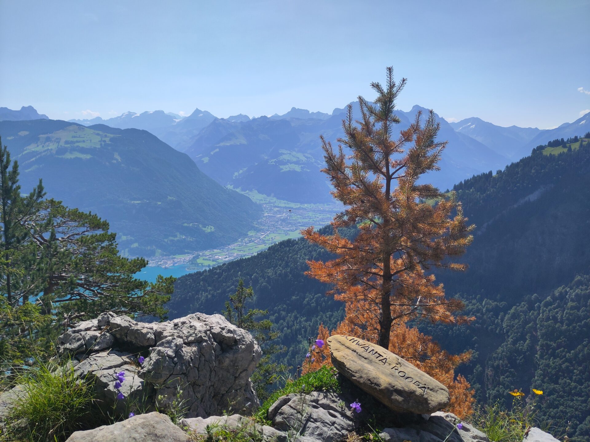 Von einem felsigen Aussichtspunkt mit wilden Blumen öffnet sich der Blick auf ein weites Tal, eingerahmt von grünen Hängen und schneebedeckten Gipfeln in der Ferne. Ein einzelner, rötlich gefärbter Baum steht im Vordergrund und verleiht dem Panorama eine besondere Tiefe und Kontrast.