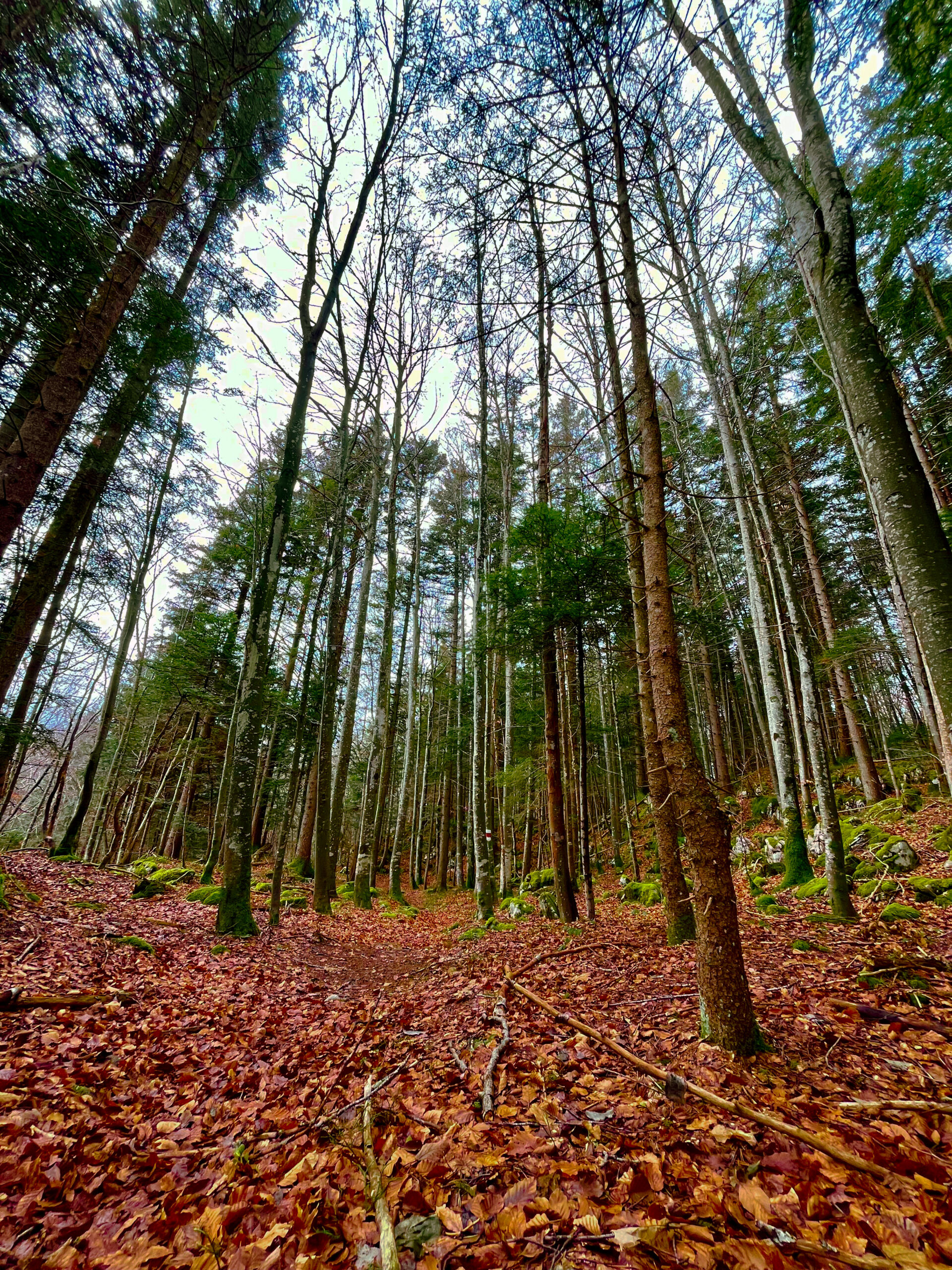 Ein herbstlicher Wald mit hoch aufragenden, teils kahlen Bäumen erstreckt sich unter einem grauen Himmel, während der Boden von einem dichten Teppich aus rotbraunen Blättern bedeckt ist. Die ruhige Atmosphäre und das Zusammenspiel der warmen Laubfarben mit dem kühlen Grün der Nadelbäume verleihen der Szenerie eine besondere Tiefe.